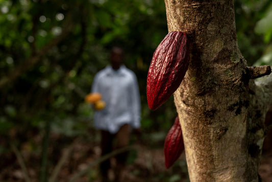 Cocoa Crisis vs The Future