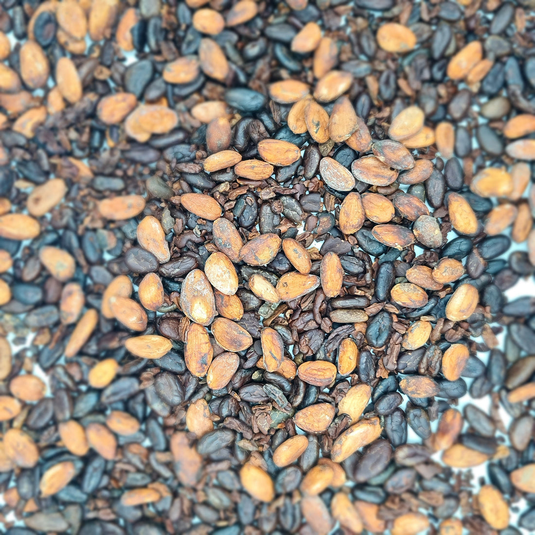 Cacao Beans with Nibs